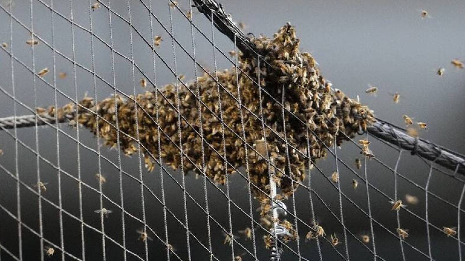 Watch: Swarm of bees delays Dodgers-Diamondbacks game for nearly two hours