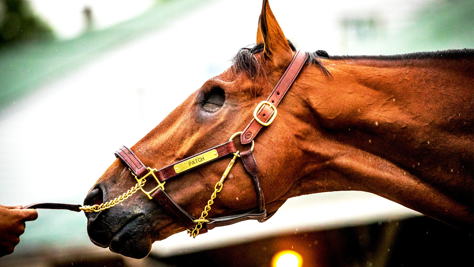 The 'Meet the oneeyed horse everyone will be rooting for on Saturday