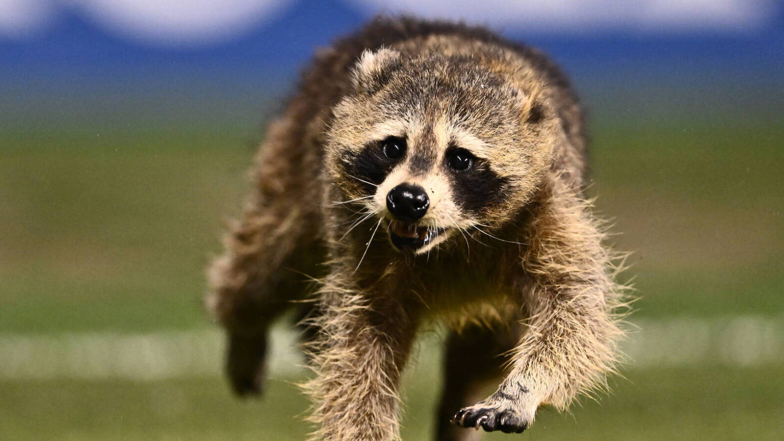 Watch: Raccoon makes 'MLS history' during match | Yardbarker