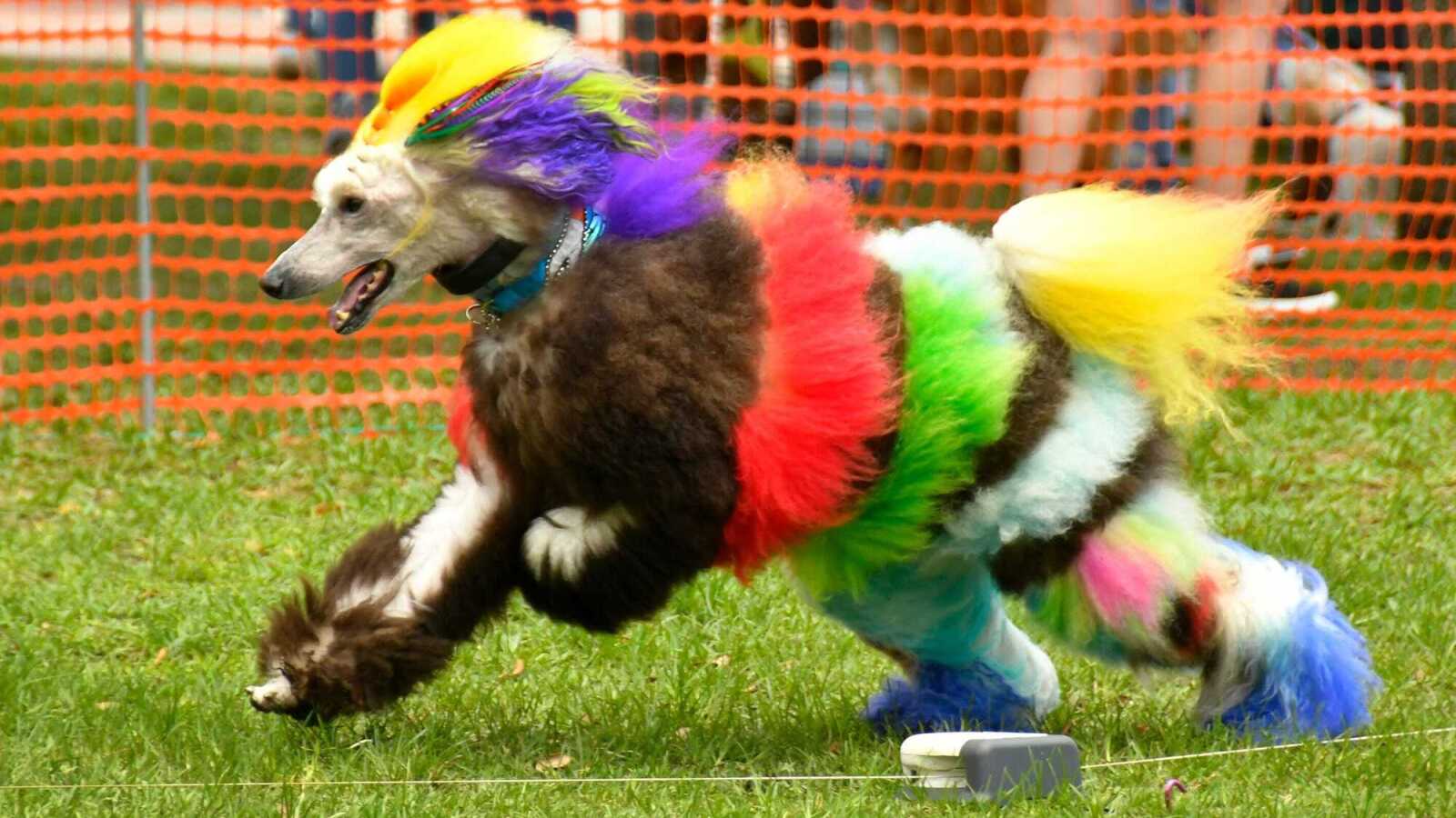 AFC: Your NFL team is a dog, but which one? | Yardbarker