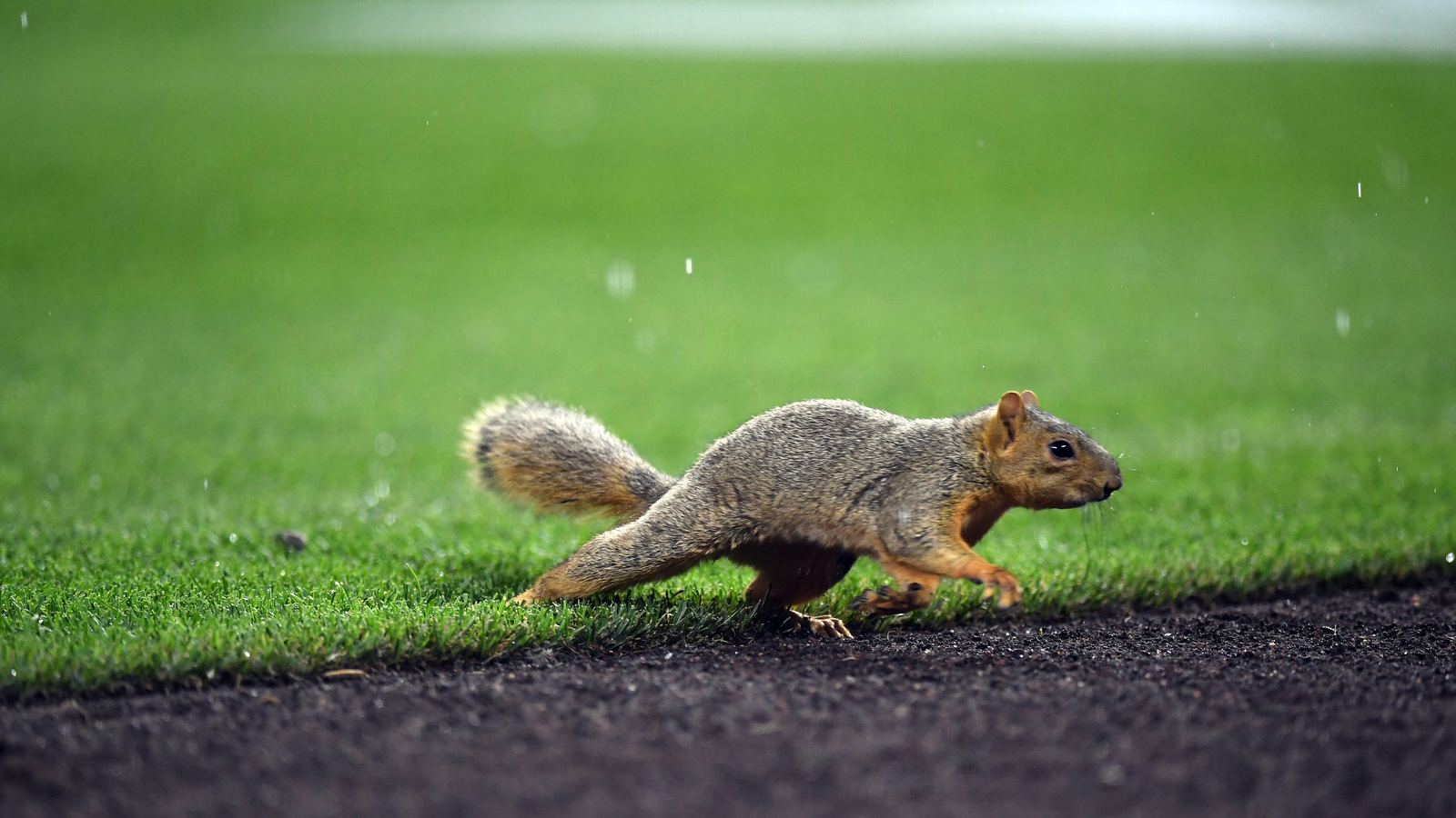 Orioles-Tigers game interrupted by the wildest squirrel chase ever ...