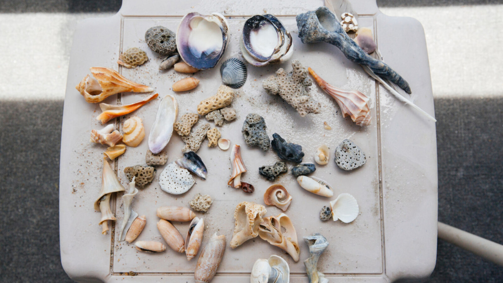 How to Clean a Shell | Yardbarker