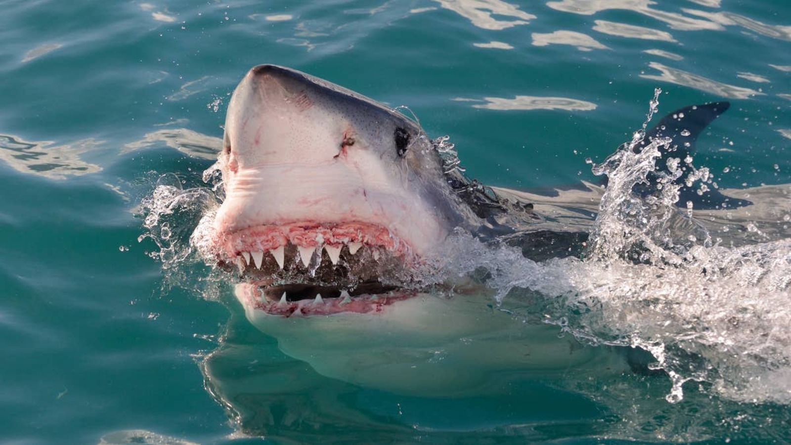 Possible Great White Shark Glides Into Nazaré Lineup, Stuns Portugal’s Big-Wave Hotspot (Video)