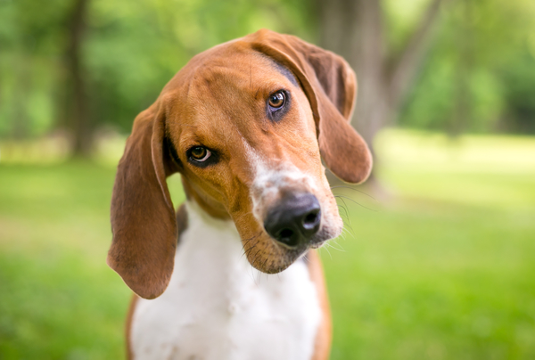 15 playful dog breeds to enjoy the summer with Yardbarker