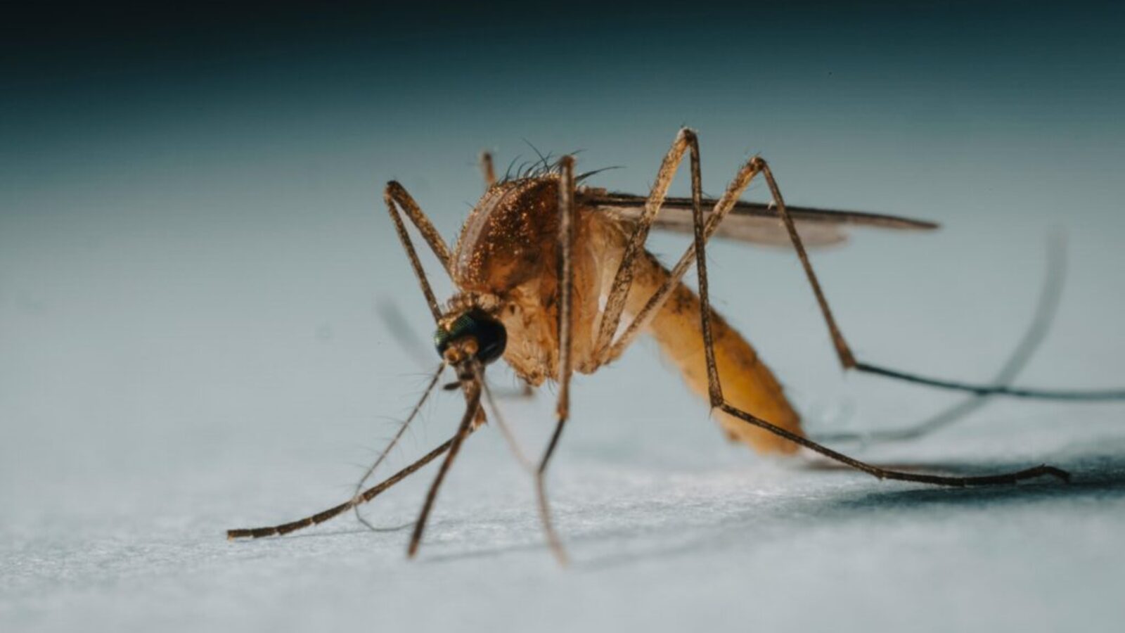 Indiana Facing New Threat From Mosquitoes Carrying West Nile Virus