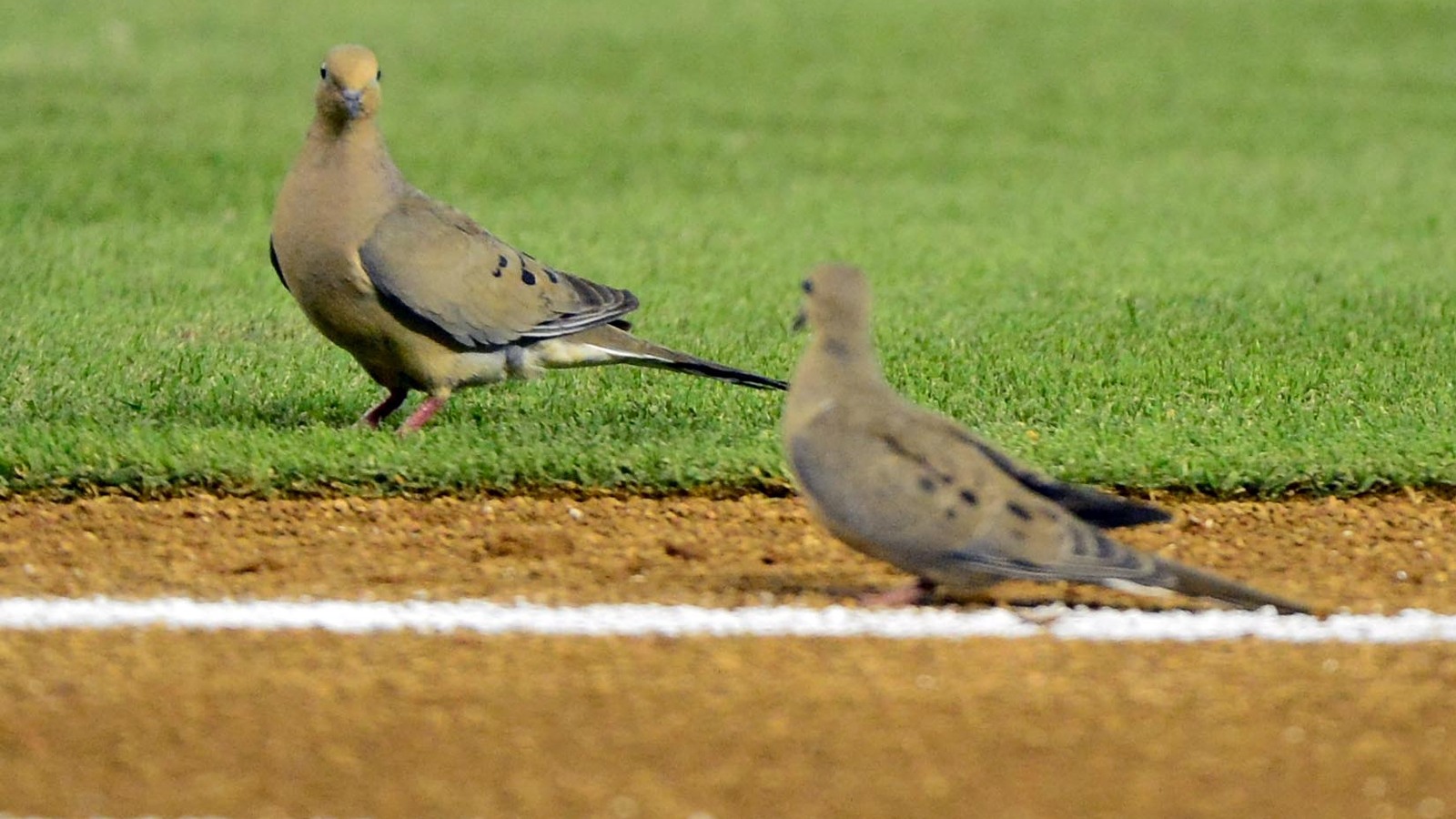 Watch Diamondbacks involved in another birdrelated tragedy Yardbarker