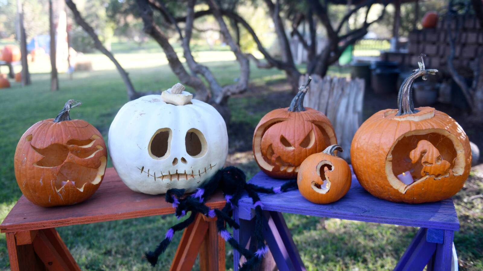 Couple wins Halloween with best baseball costume ever Yardbarker