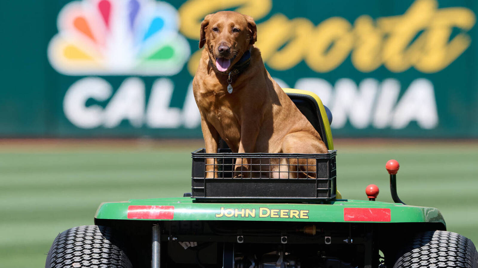 oakland athletics pet