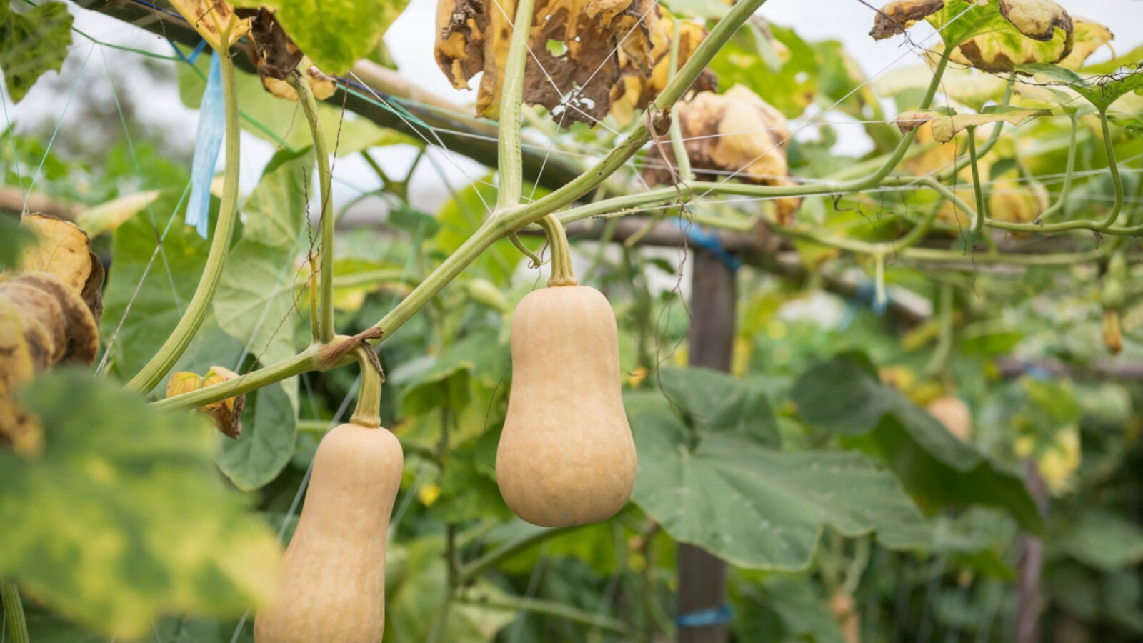 How Long Should I Leave Butternut Squash to Grow on the Vine? Yardbarker