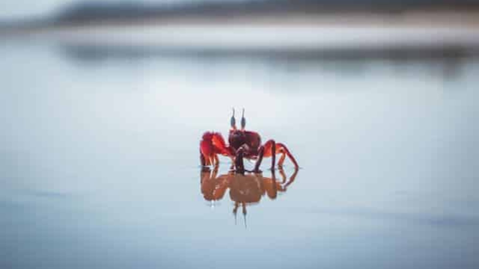 Daily Cancer Horoscope October 22, 2024 Yardbarker