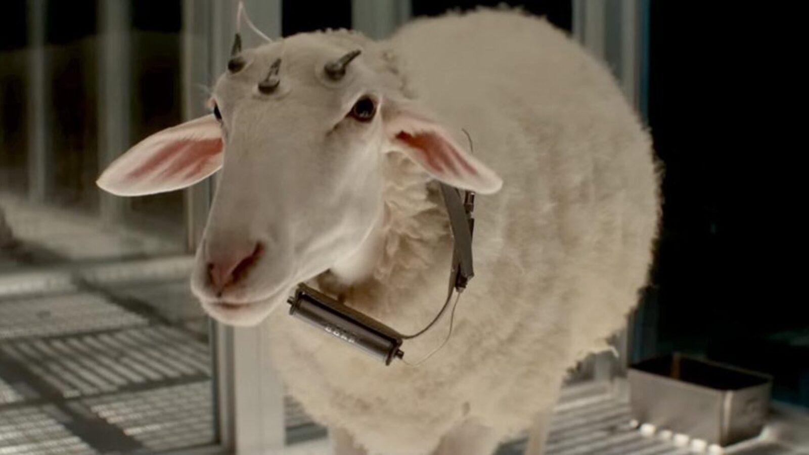 フェイスジェル・ゲル Alien Sheep フェイスジェル・ゲル Alien Sheep ALIEN: EARTH Introduces Its Most