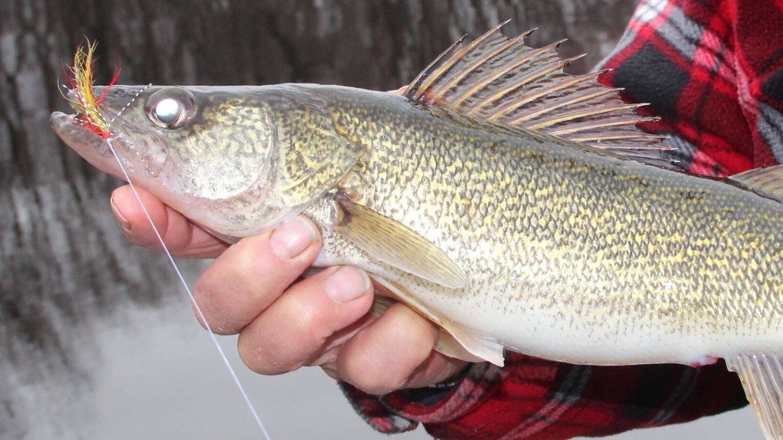 Fishermen caught stuffing fish with weights plead guilty Yardbarker