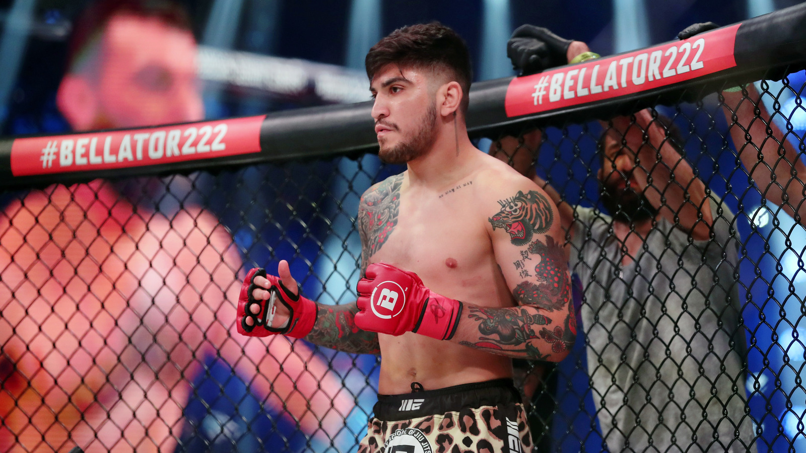 Dillon Danis Set to Compete Again After Chimaev Brawl