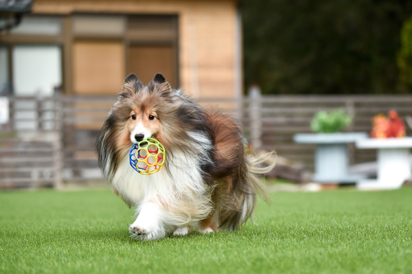 Maple cove shelties cheap