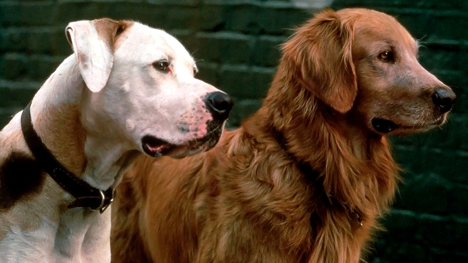 For National Dog Day: Our 20 favorite films about dogs | Yardbarker