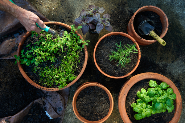 20 tips for growing a thriving herb garden | Yardbarker
