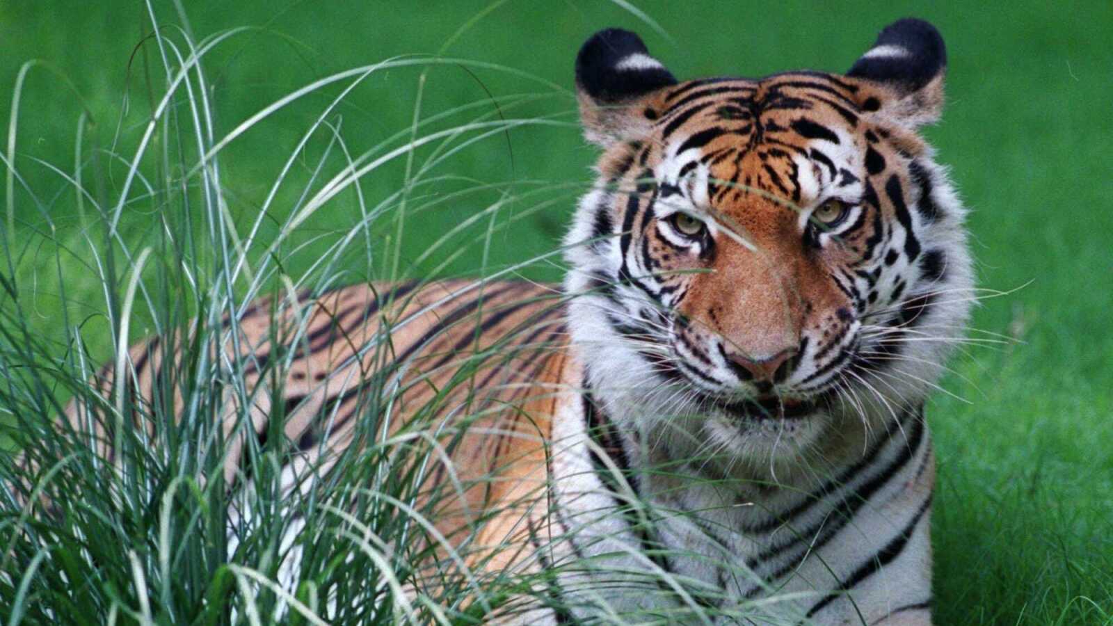 Lawmakers want to reintroduce live tiger to LSU sidelines Yardbarker